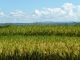 System of Rice Intensification (SRI) increases high-altitude rice yields in Madagascar